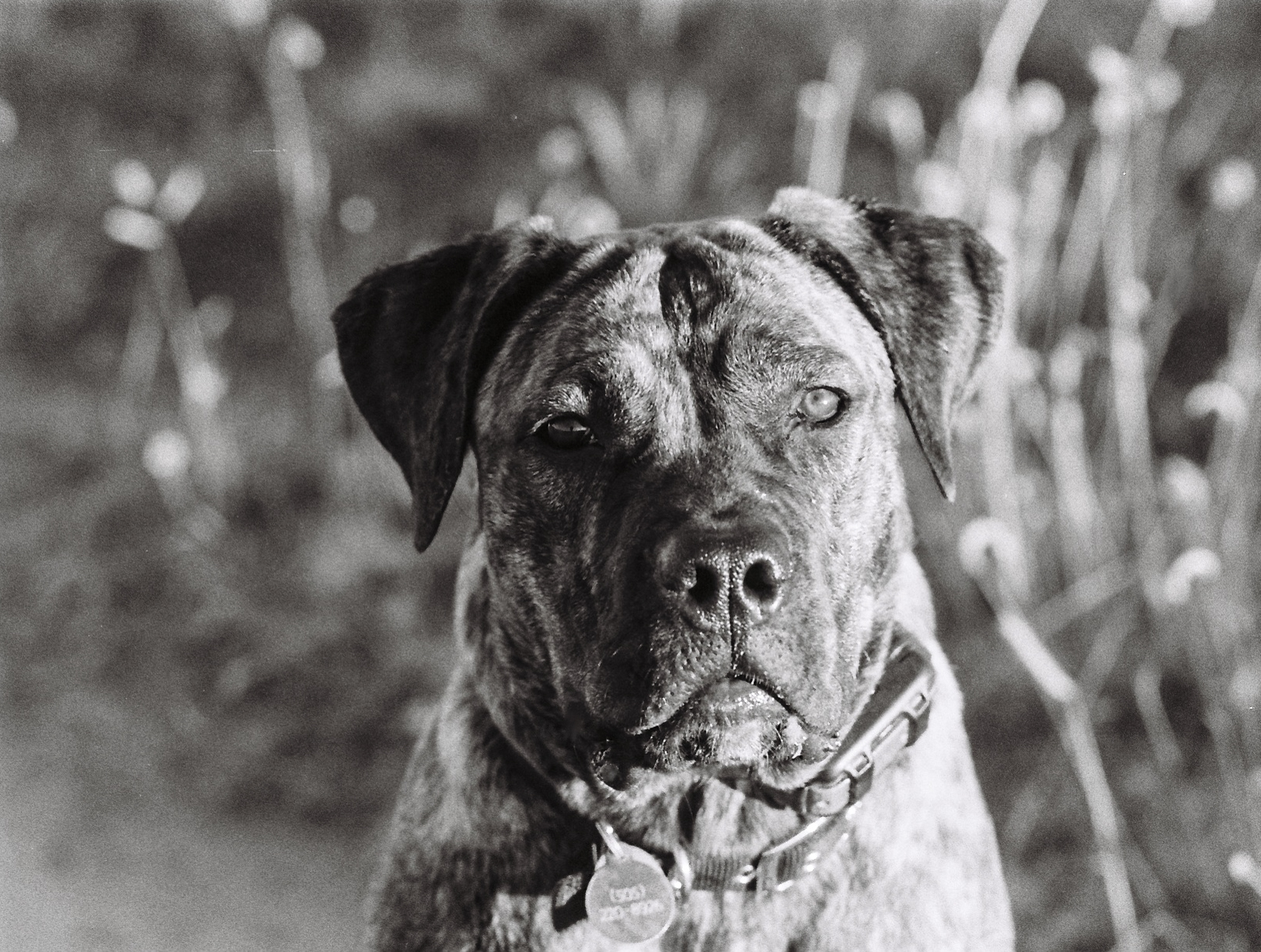 Luna, Cane Corso – Chuck Jines